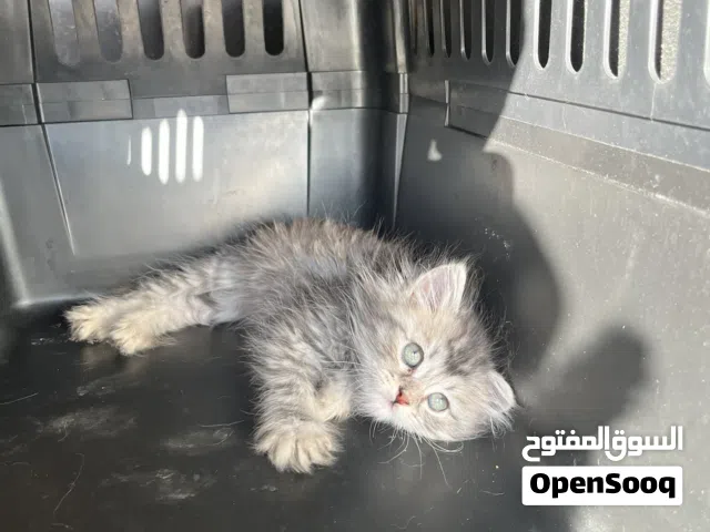 قطة كيتين مكس شانشيلا 45 يوم