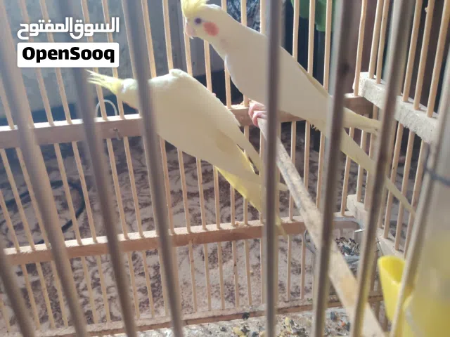 كوكتيل الحبشي ربه طايح والشكريات وحشيات امايات شرط التبزير.