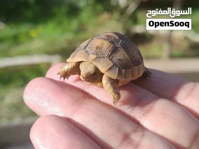 سلاحف صغيرة بحجم ال10 قروش للبيع