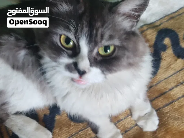 قطه هجين من قط شيرازي Persian و قطه انجورا تركي عمر 2-3 من النوادر ما شاء الله