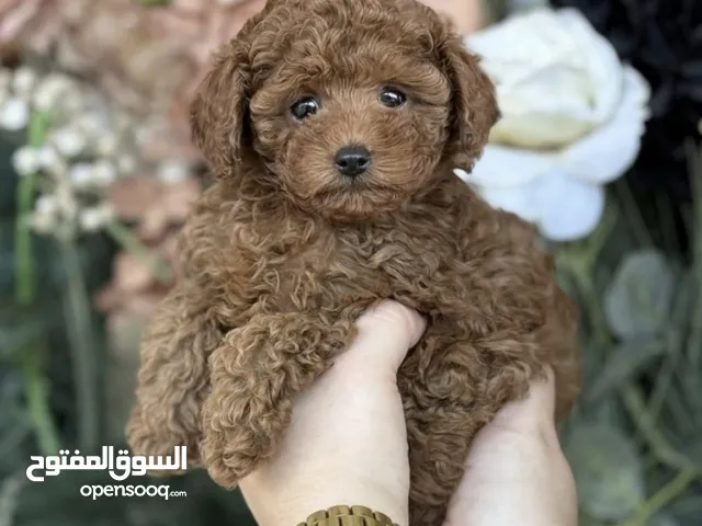 TOY POODLE FOR SALE