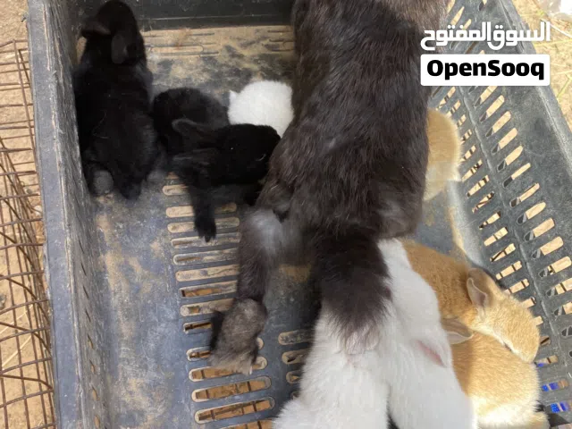 ارانب عربي ومالطي
