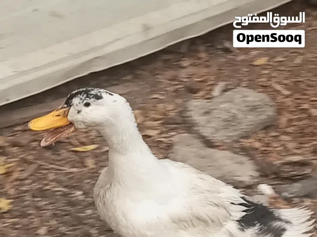 بشه للبيع الاستفسار خاص