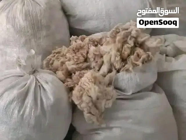 مطلوب صوف سعي