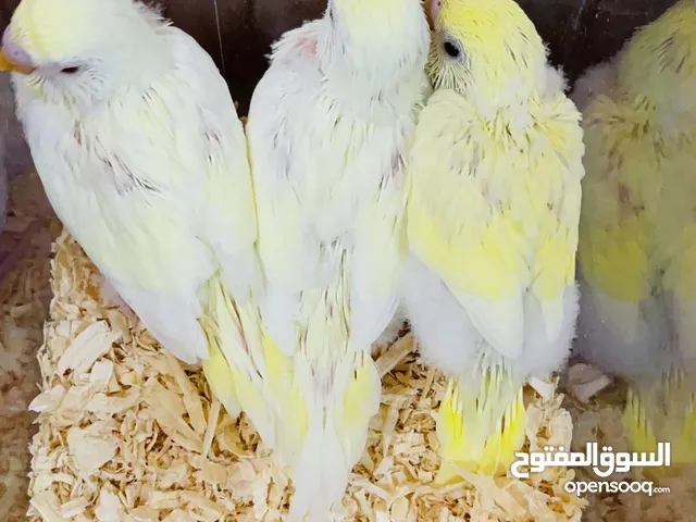 للبيع فروخ طيور حب هولندي ربوه