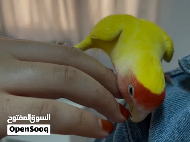 طير روز ربوة