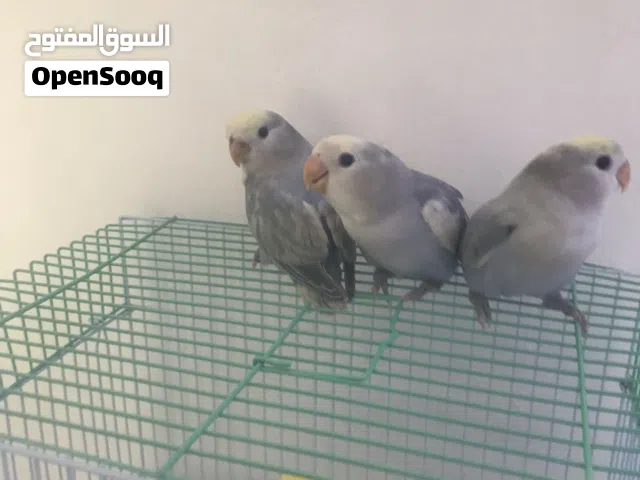للبيع طيور لافبيرد نهايت غر