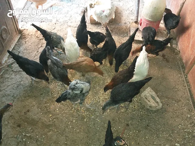 فراخ دجاج بلدي وبناديق باكستاني للبيع صحة ونظافة فيهم حبات حلوة