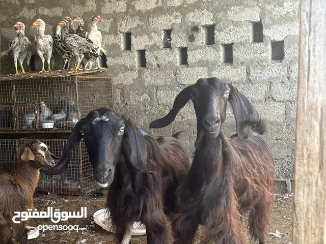 للبيع غنم باكستاني