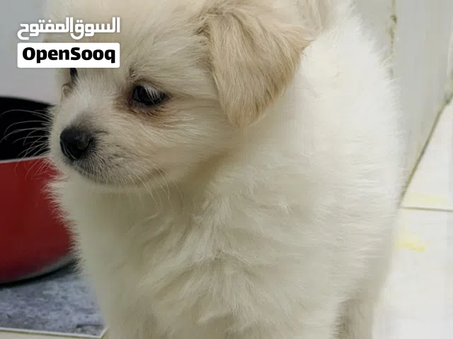Maltese puppy for sale
