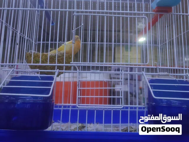 كناري البيع نثيه جاهزة