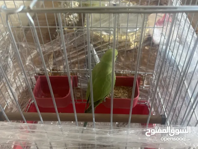 ببغاء دره هندي ثوب كامل صحه ممتازه جدا أليف 80%ببدل على كويكر أو جوز كوكتيل وشرا مايقصر معو