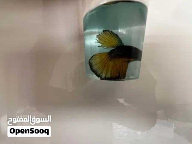 متوفر اسماك فايتر