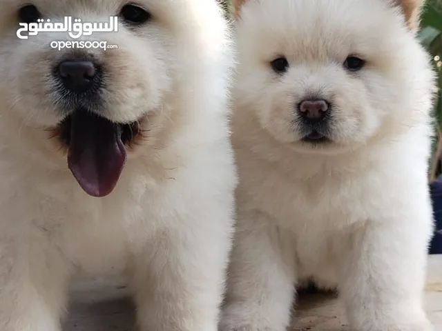 تشاو تشاو chow chow