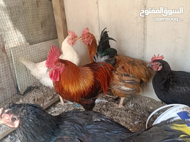دجاج عرب كلة بياض هنة وديح