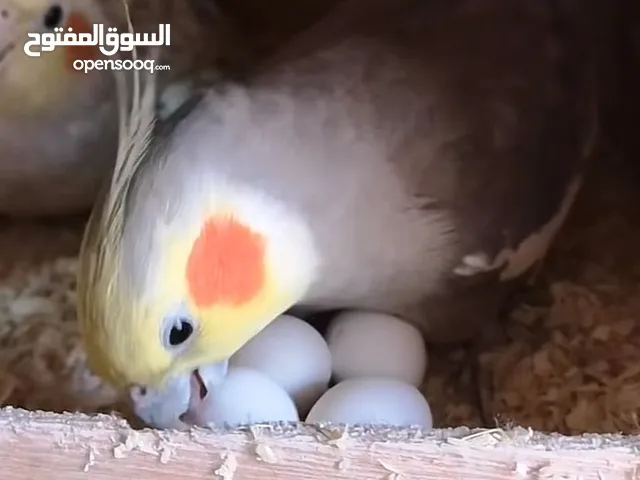 جوز ببغاء كوكتيل شغال ومضمون