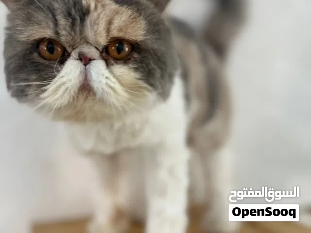 بكي فيس بيور للتبني