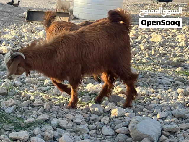 تيس عماني سمين