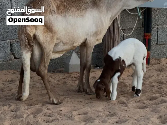 نعجه خرطومي تحتها حولي السن اول جمع