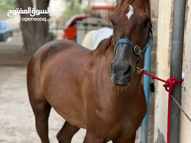 حصاني عربي