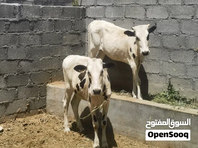 عجله ممتازه