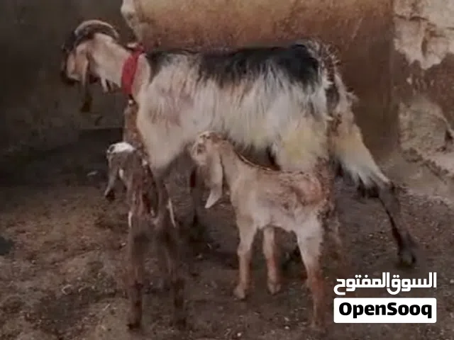 عنزة نخب وراها جدي وسخلة