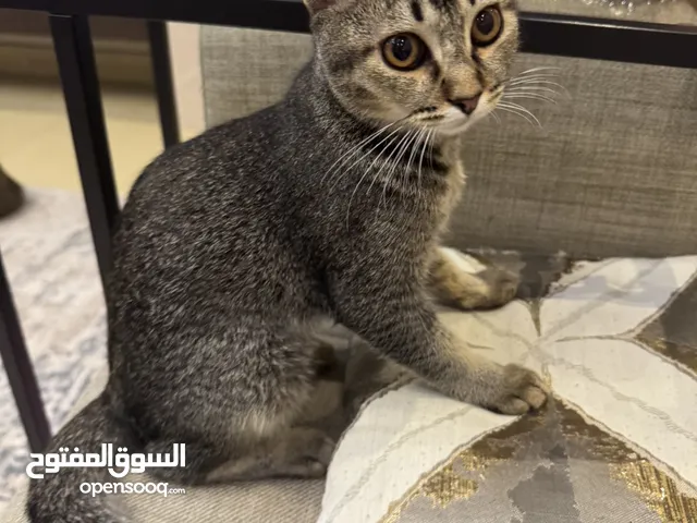 قطة انثى للتبني المجاني