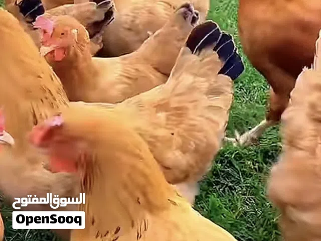 السلام عليكم  للبيع بيض مخصب فرنسي كولمبي ابيض واحمر وكوشن   للبيع زوج فزن الصفرد الافريقي ا
