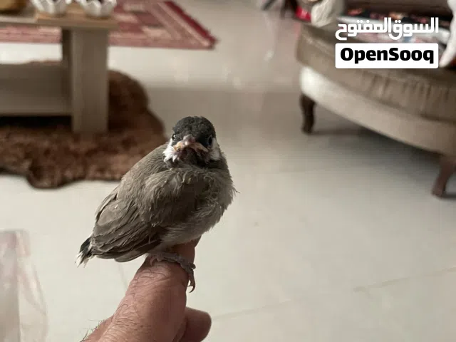 بلبل خد ابيضّ بحاله جيده ونشيط عمره تقريبا ثلاث أسابيع صحته أمورها طيبه ميه بالميه