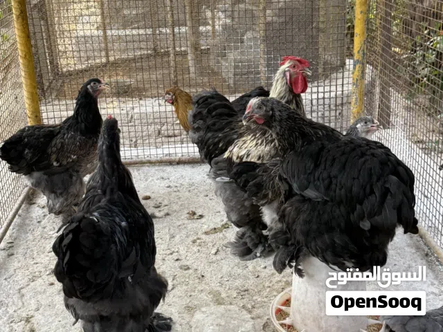 براهما أصل جاهزة للإنتاج  هادئة ومناسبة للمنازل والاستراحات