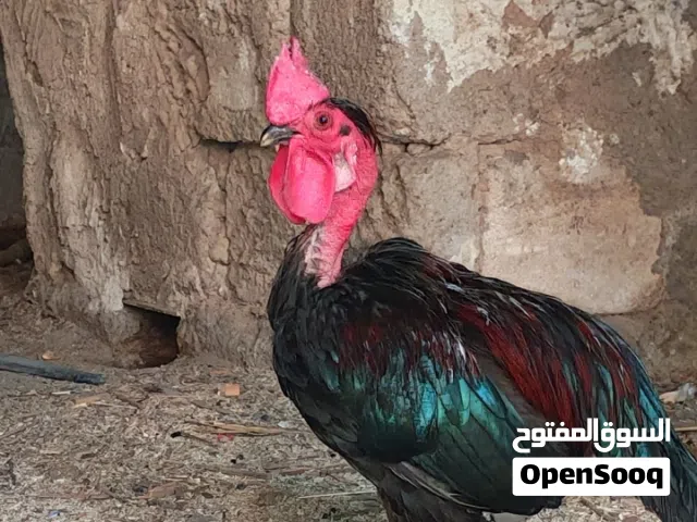 ديك ابو ركيبة للبيع