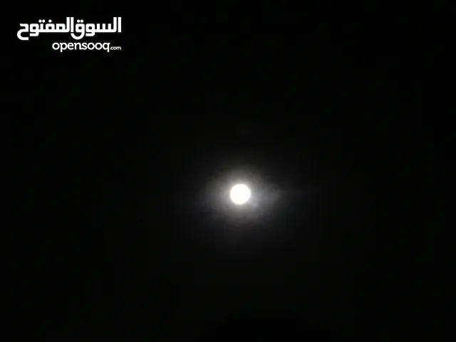 نورس الصمادي
