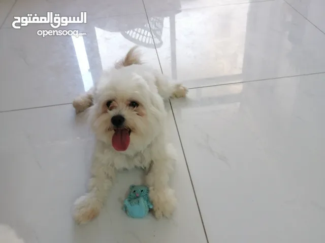 ذكر وانثى فرنش تيرير عمر شهرين الأنثى والذكر سنتين puppy 2-months - French Terrier female & boy