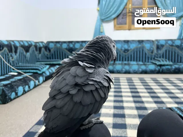 زنجباري مروض للبيع