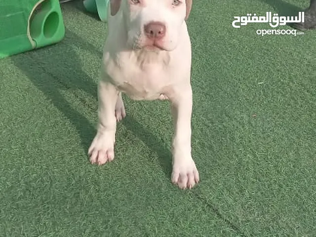 pitbull size XXXL puppy 4 month