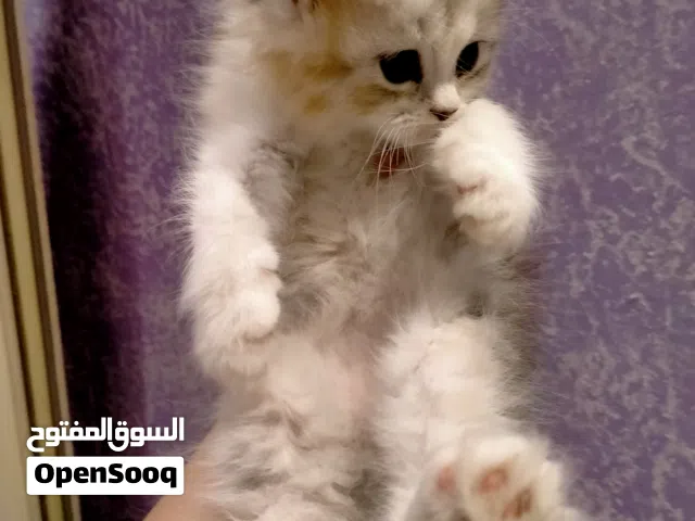 قطه شيرازي شانشلا كاليوكي 45 يوم
