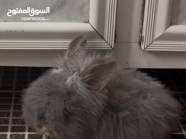 أرنب عمره 5 شهور لعوب