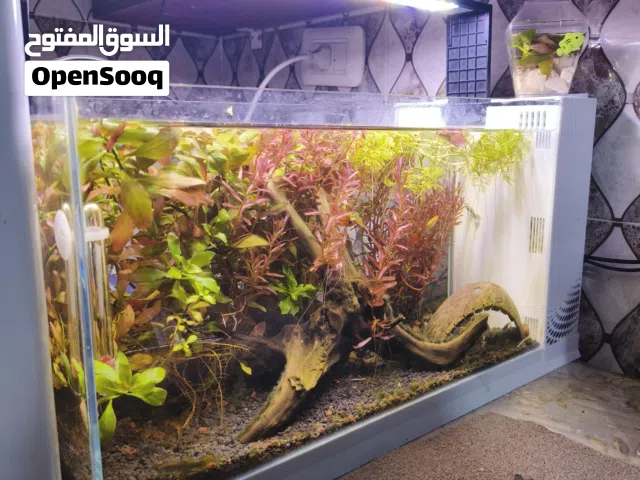 للبيع حوض كامل مزروع مع اسماكه