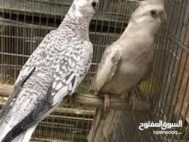 للبيع زوج كوكتيل مميز منتج بسعر ممتاز