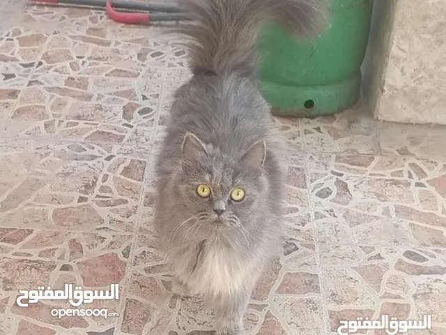قطط اجنبيه للتبني