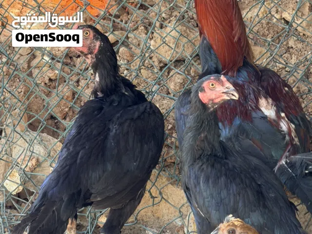 للبيع دجاج باكستاني شوف الوصف الدجاج تايلندي على سندي مكس
