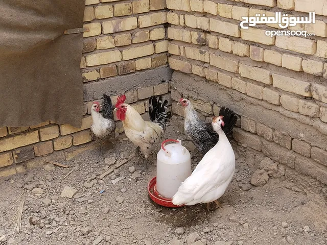 دجاج فيومي
