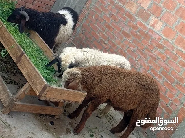 بسم الله الرحمن الرحيم الاثنين19/5/2025 متاح3دكره تربيه بيتي ع العلف والخضراء 3خرفان كل خروف بسعر ال