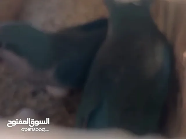 بغبغا كويكر زوج