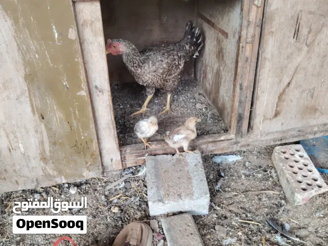 دجاج عرب لبيع