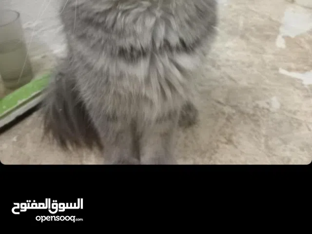 قطو  ذكر للتبني