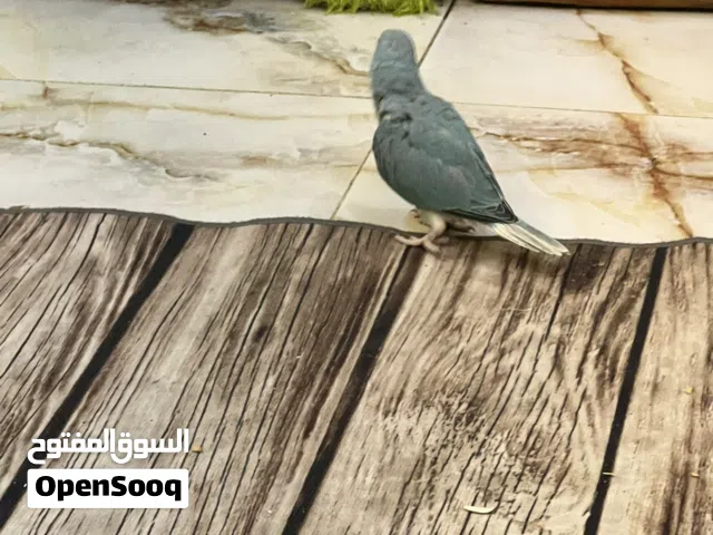 سلام عليكم اخوان دره هندي كلير سماىي