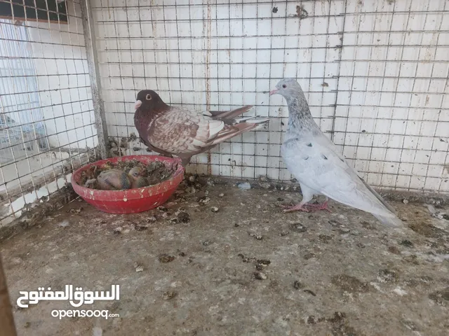 حمام زاجل مستوى طيب