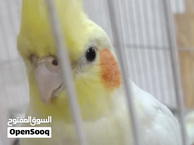 كوكتيل نثيه صحه زينه