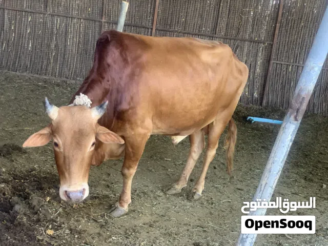 ثيران عمانيات اصل ماشاءالله